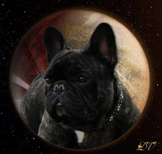 Father-son dv de la roseraie des grands ducs